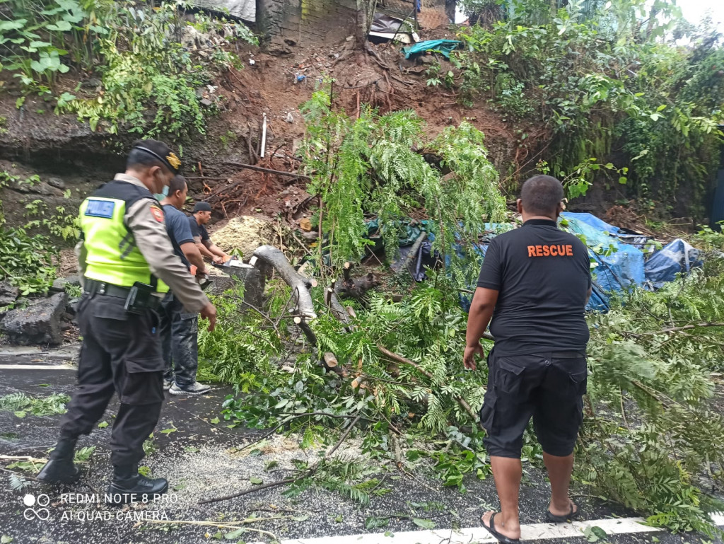 Pohon Tumbang di Jalan Raya Latu, Banjar Gumasih, Desa Abiansemal, Kecamatan Abiansemal Tanggal 11 Juli 2022